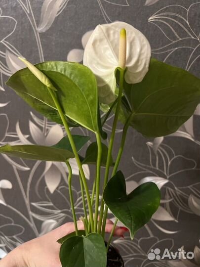 Антуриум sierra уайт