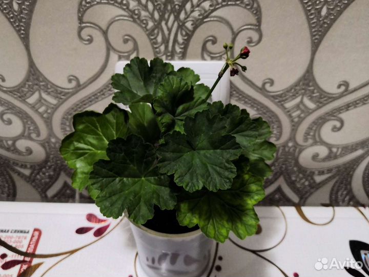 Сансевиерия, каланхой, диффенбахия, эухариус, золо