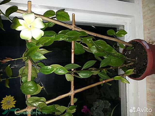 Эхинопсис,сансевьера,опунция, переския,хойя