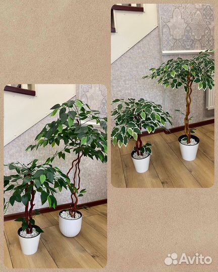 Искусственные растения (фикус)