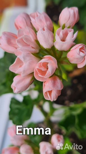 Пеларгония сортовая герань