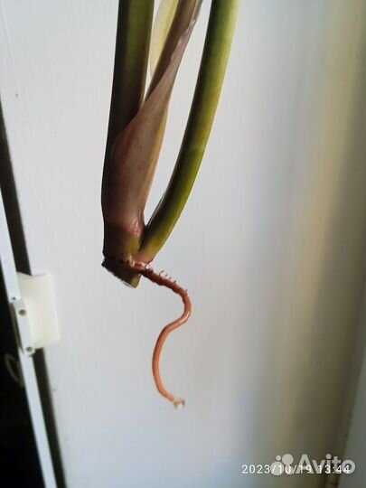 Филодендрон Карамель марбл вар