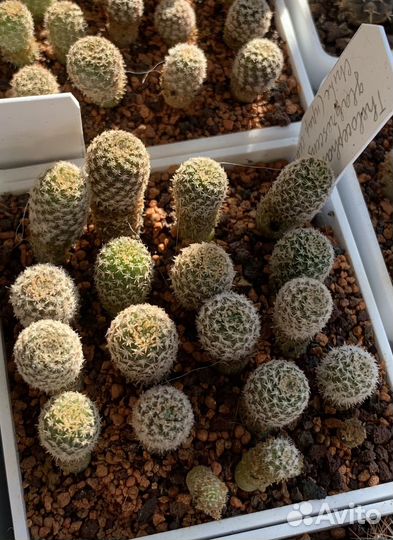 Кактусы редкие коллекционные