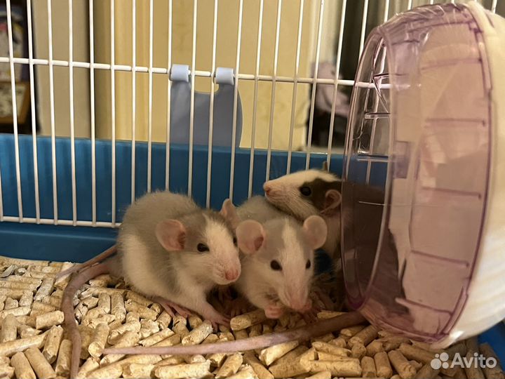 Крыса с клеткой