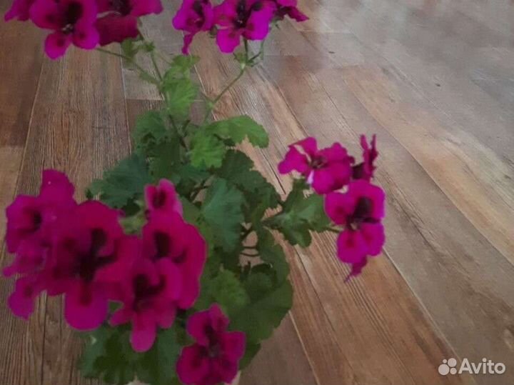 Комнатные цветы