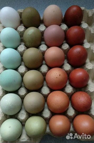 Яйца, цыплята мехленской кукушки