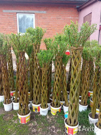 Ива плетёная,плетеные деревья