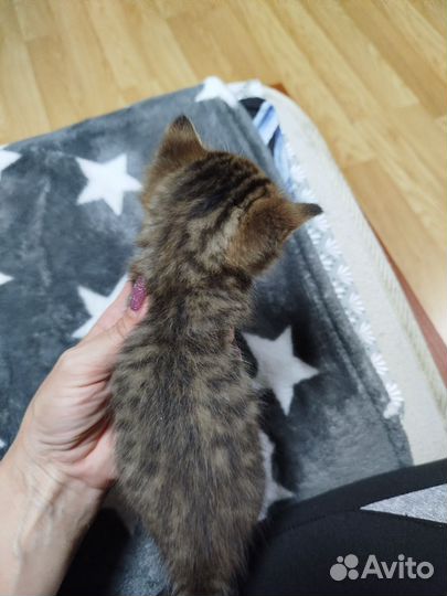 Отдам котят