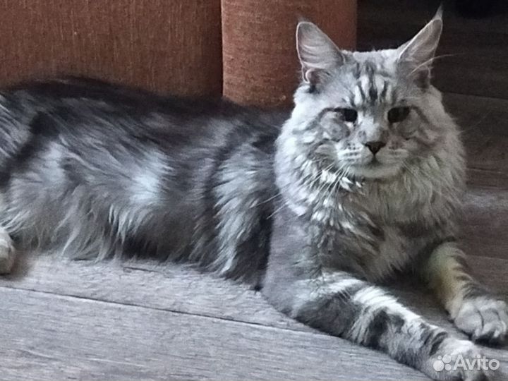 Мейн-кун мальчик