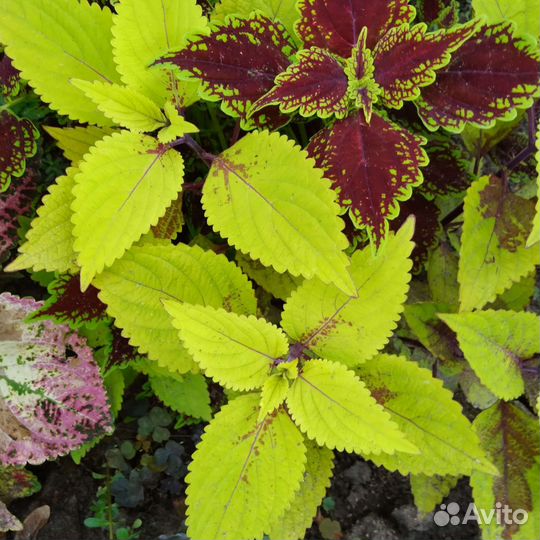 Колеусы вегетативные. 