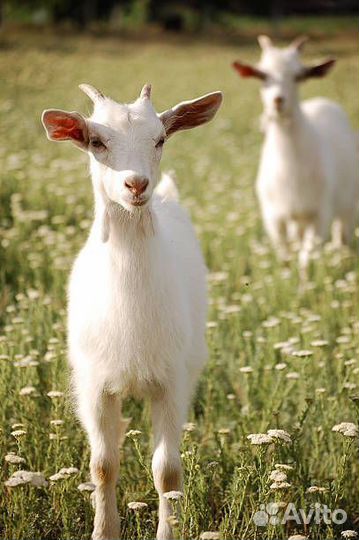 Комбикорм для лактующих коз и овец (25 кг)