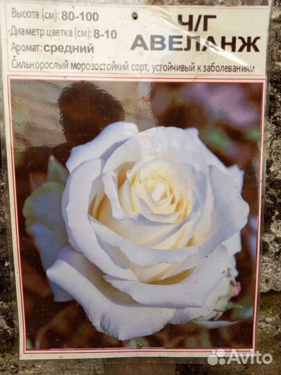 Саженцы роз многолетние морозостойкие