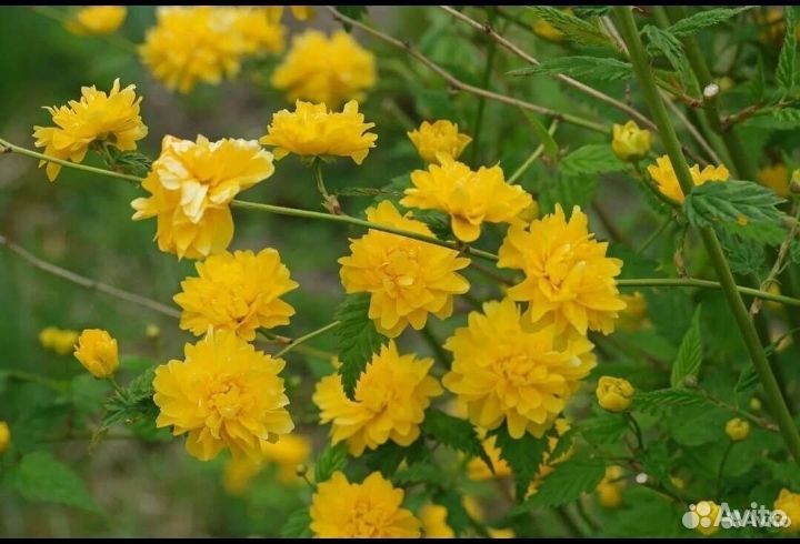 Цветок керрия японская / саженец 1 (выкоп при вас