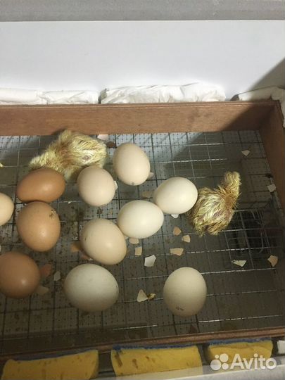 Мясо цыплят бройлера