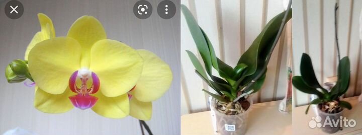 Орхидеи: попугай, биг липы, бабочка, бабулетка