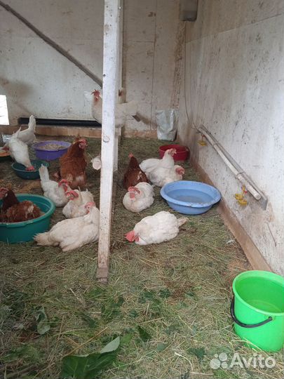 Домашние куриные яйца