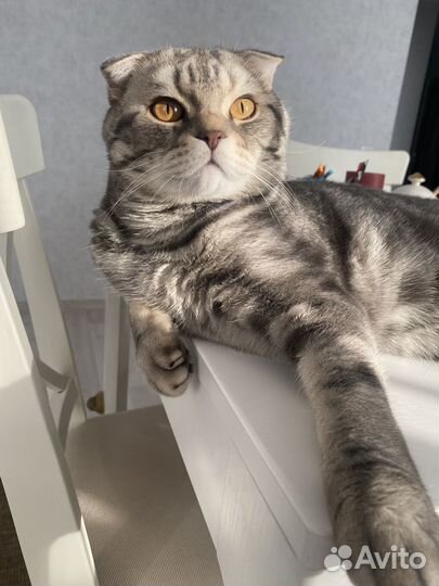 Кот для вязки