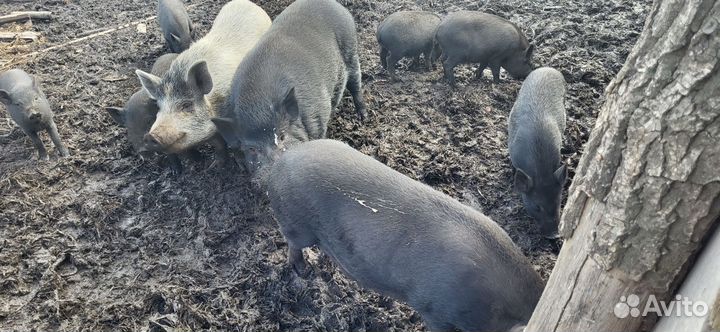 Вьетнамский вислобрюхий хряк и свиноматки