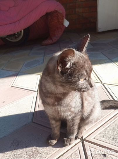 Кошка в дар