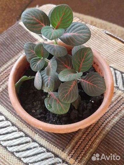 Фиттония Красножильчатая