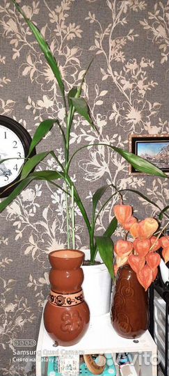 Драцена. Бамбук счастья