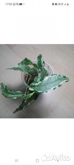 Фикусы