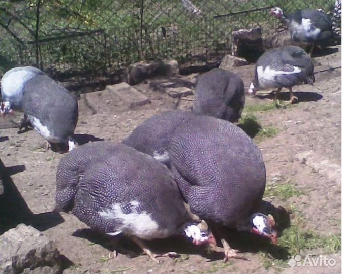 Инкубационное яйцо цесарки