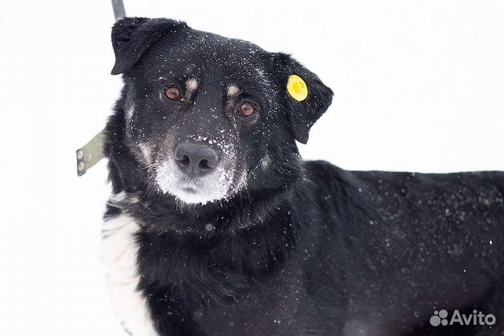 Собака Барон ищет дом