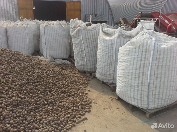 Семенной картофель