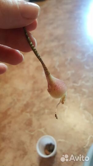 Спатилафитум