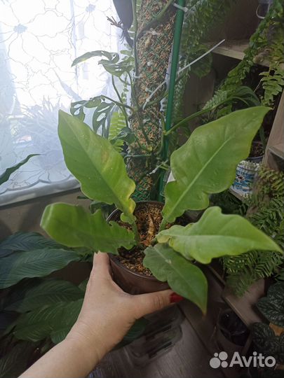 Филодендрон
