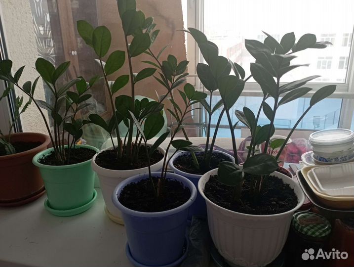 Замиокулькас, фикус Бенжамина