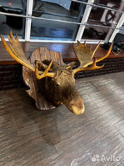 Чучело головы лося