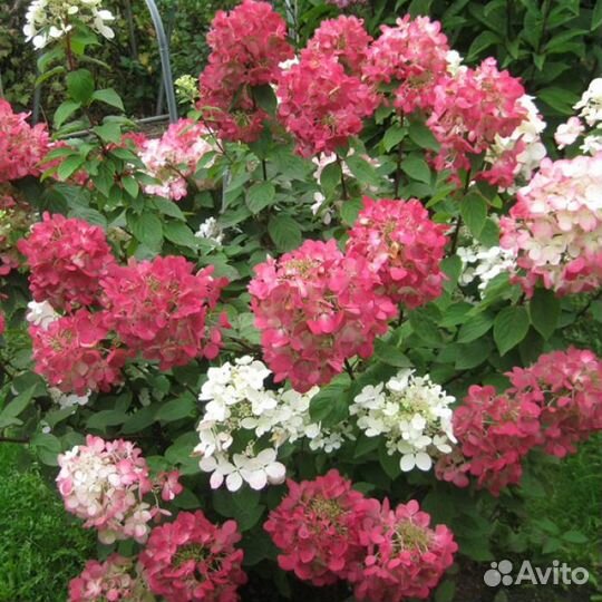Гортензии метельчатые