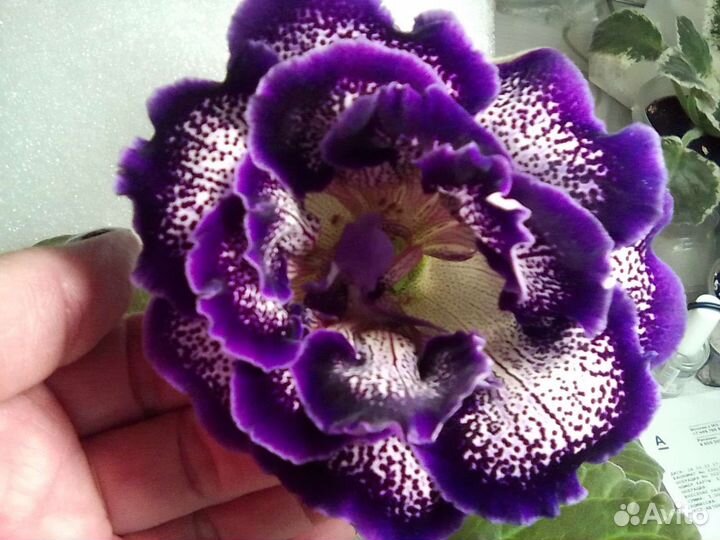 Глоксинии сортовые