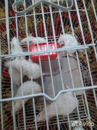 Белоглинский район, посёлок центральный