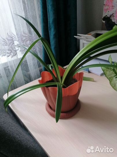 Гиппеаструм