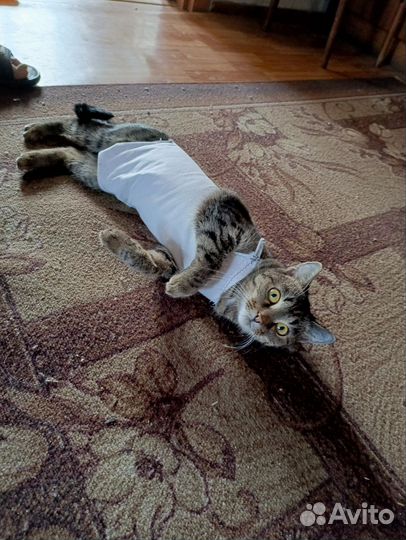 Кошечки в добрые руки