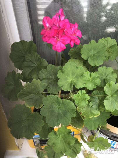 Пеларгония герань