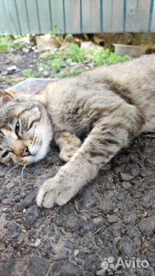 Кошка ищет семью