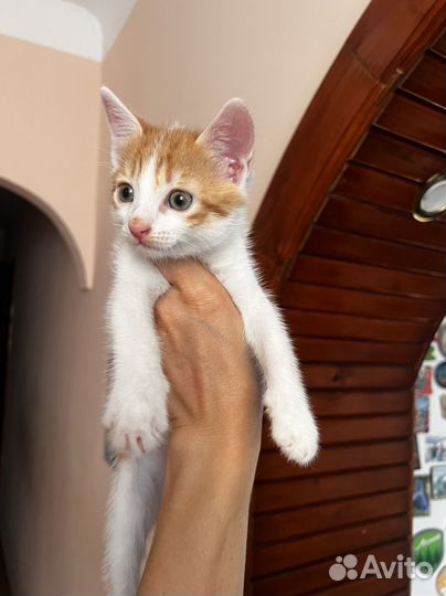 Котенок Рыжик в самые добрые руки