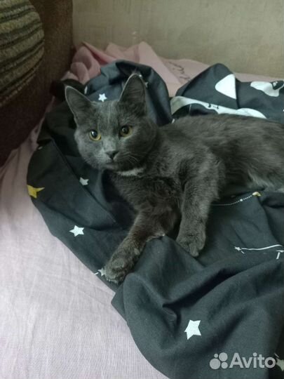 Кот в добрые руки