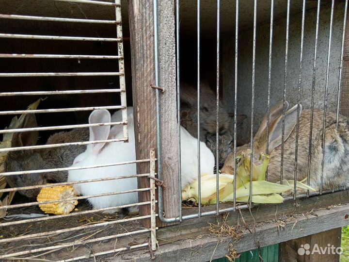 Продам кроликов