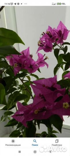Растение комнатное Бугивилия