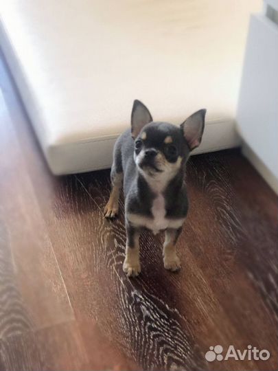 Передержка собак