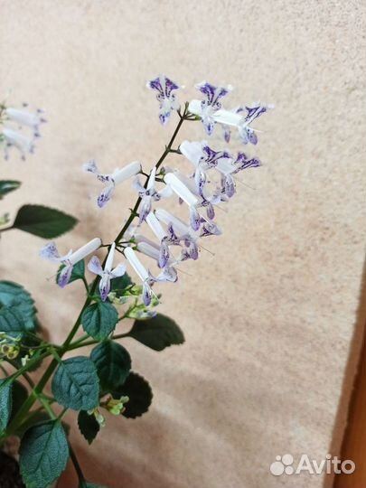 Хатиора и плектрантус-домашняя сирень