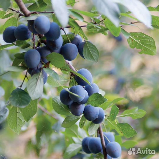 Слива, разные виды, семена