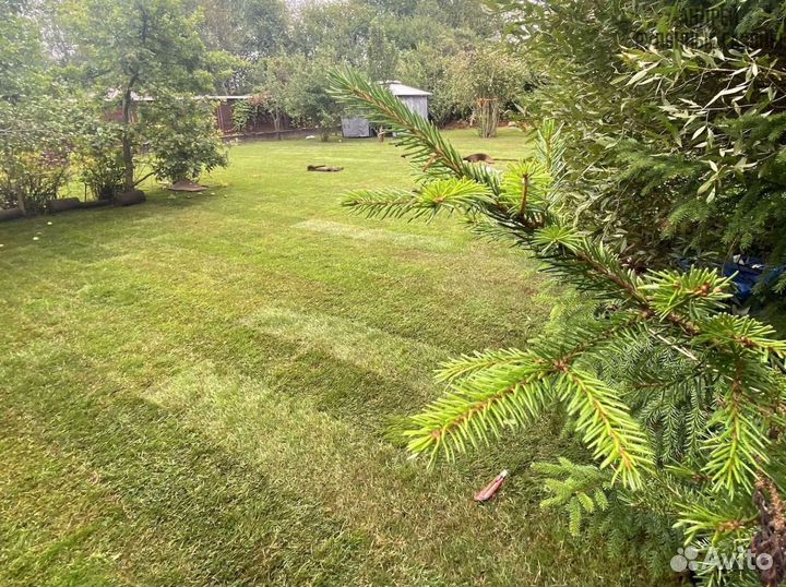 Рулонный газон теневыносливый