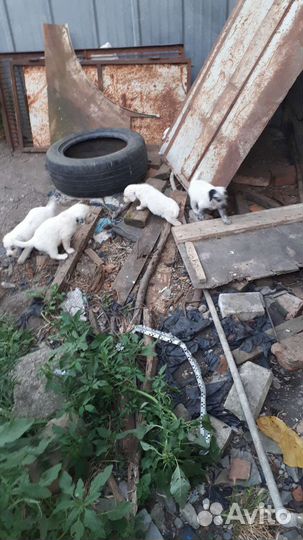 Щенки бесплатно