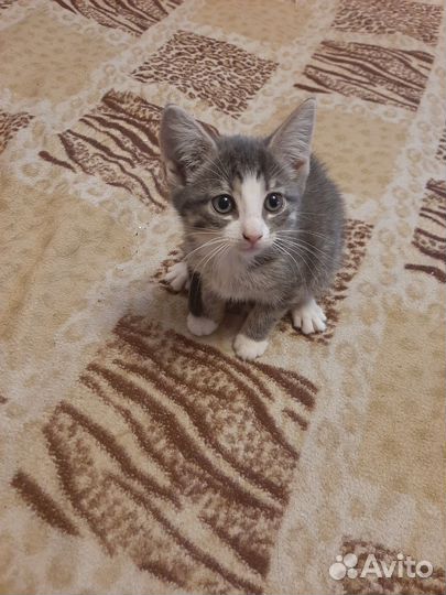Отдаем котят в добрые руки